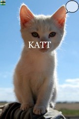 pekbok katt